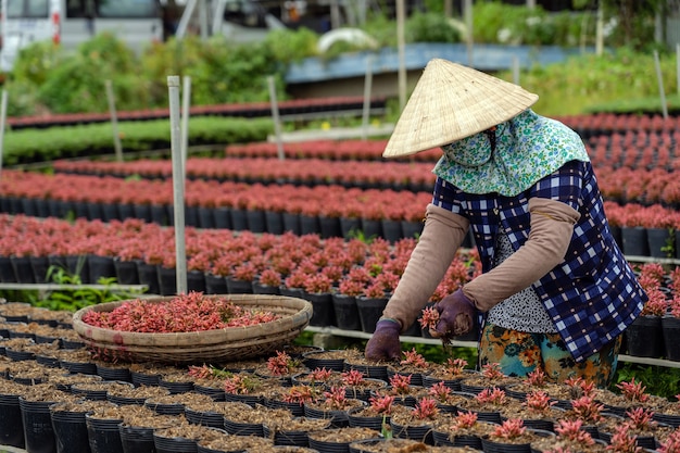 Fermier vietnamien agrandi travaillant avec un jardin de fleurs rouges à sadec, province de dong thap