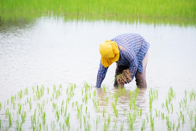 La fermière plantant sur les terres agricoles de riz paddy biologique sous la pluie