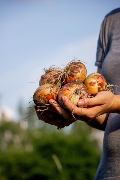 La fermière tient un oignon dans ses mains Focus sélectif Nature