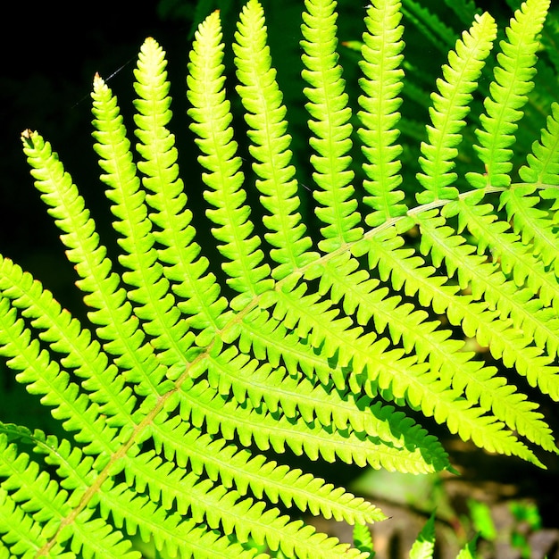 Fern close-up dans le jardin est éclairé par le soleil