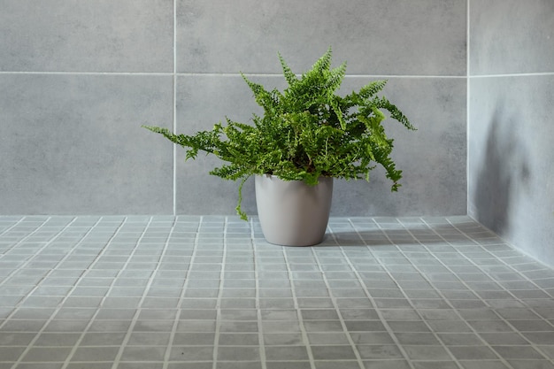 Fern dans un pot de fleurs gris sur un fond gris bleu plante décoration de la maison avec l'espace de copie