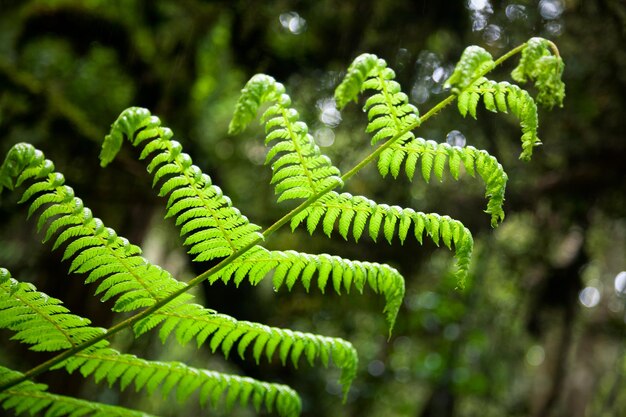 Fern Leaf