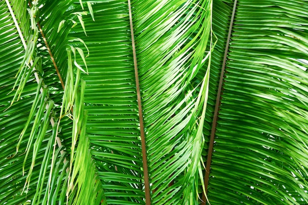 Fern Leaves