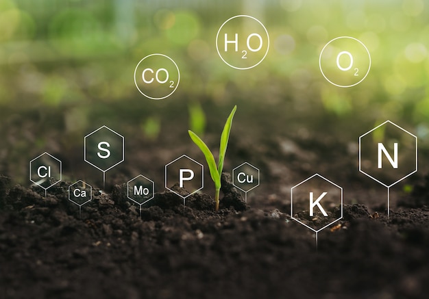 Fertilisation et rôle des nutriments dans la vie végétale. Sol avec icône numérique de nutriments minéraux.