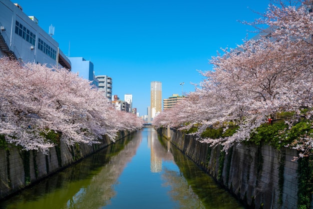 Festival des fleurs de cerisier Meguro Sakura Fleur de cerisier pleine floraison au printemps à la rivière Meguro