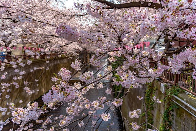 Festival des fleurs de cerisier Meguro Sakura Fleur de cerisier pleine floraison au printemps à la rivière Meguro