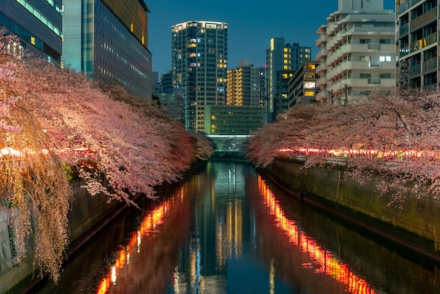 Festival des fleurs de cerisier Meguro Sakura en pleine floraison et illuminé la nuit