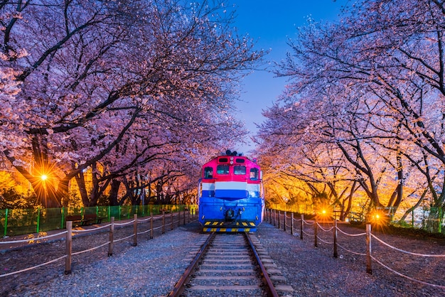 Festival de fleurs de cerisier de printemps à la gare de Gyeonghwa dans la nuit