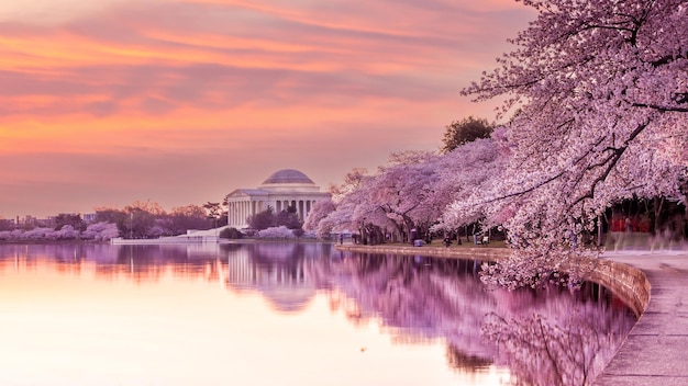 Festival des fleurs de cerisier à Washington DC aux États-Unis