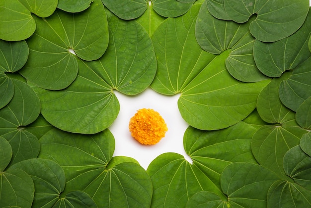 Festival indien Dussehra, feuille d'or symbolique ou Piliostigma ou Bauhinia racemosa également connu sous le nom d'Apta patti, disposés en motif circulaire sur fond blanc.