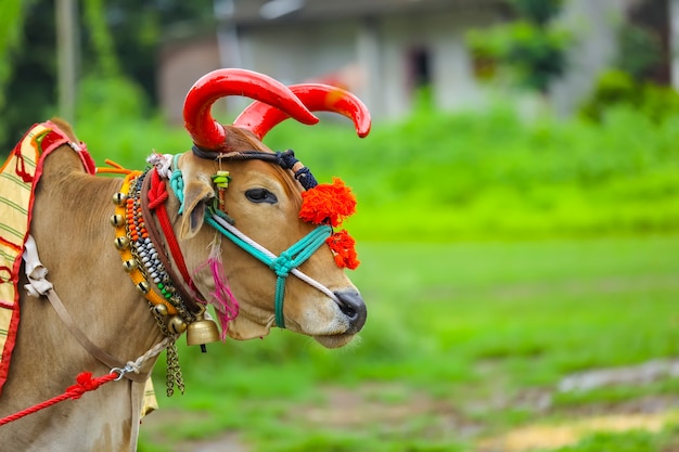 Festival indien de la pola, Pola est un festival qui respecte les taureaux et les bœufs