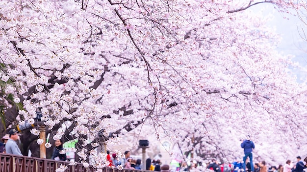 Festival Sakura Fleur de cerisier au ruisseau Yeojwacheon Festival Jinhae Gunhangje Festival des fleurs de cerisier roses en Corée du Sud Jinhae Corée du Sud
