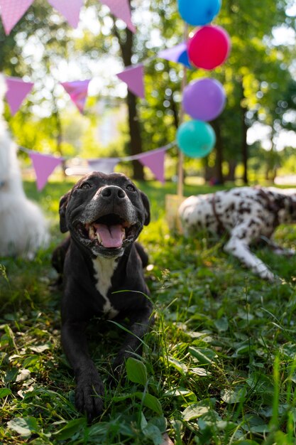 Photo fête d'anniversaire piscine pour chiens