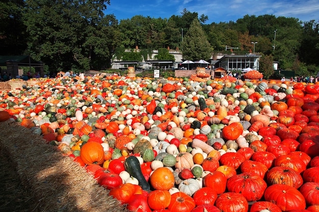 Fête de la citrouille à Ludwigsburg, Allemagne