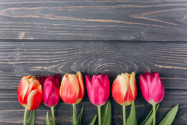 Fête des mères. Saint Valentin. Anniversaire. Tulipes roses avec espace de copie.