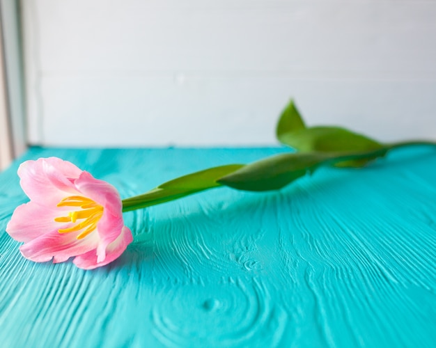 Fête des mères. Tulipes roses sur fond bleu