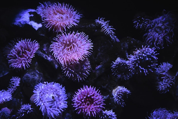 feu d'artifice bleu et violet