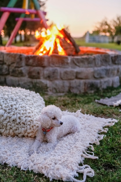 Feu de bois avec bancs dans le jardin au coucher du soleil