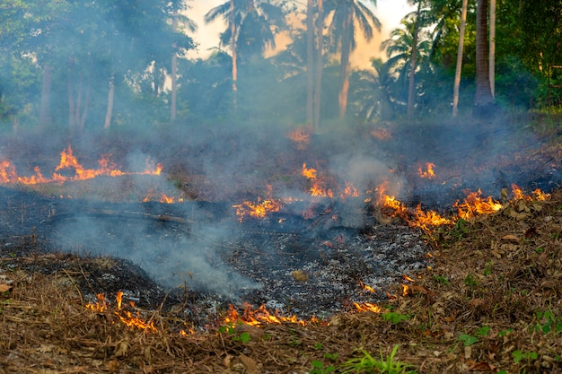 Feu de brousse dans la forêt tropicale de l'île de Koh Phangan, Thaïlande, gros plan. Feu de forêt de palmiers brûlant, feu de forêt pendant la journée