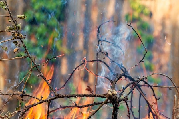 Photo le feu brûle les branches de la plante