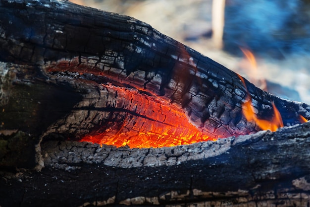 Feu de camp dans la forêt de printemps