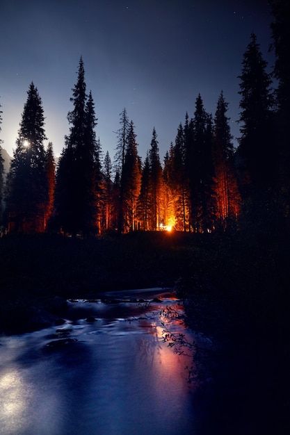 Feu de camp dans la forêt