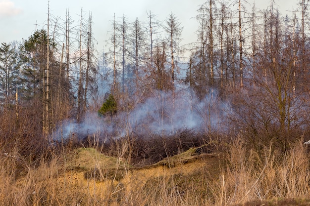 Feu dans les bois par temps sec