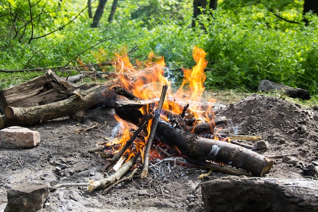 Feu de feu lumineux dans la forêt de printemps.