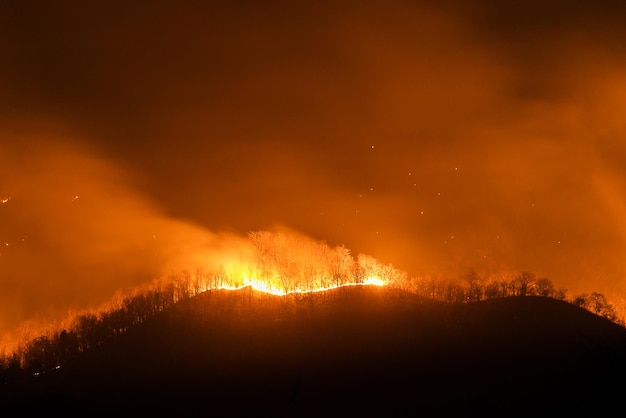 Feu de forêt brûlant des arbres la nuit