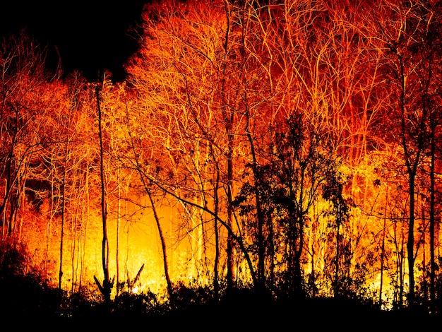 Feu de forêt brûlant la nuit.