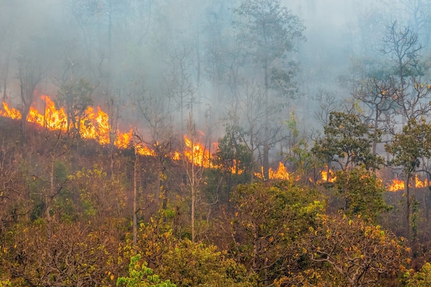 Le feu de forêt brûle principalement comme un feu de surface, se propageant le long du sol
