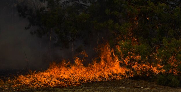 Photo le feu de forêt est l'ukraine tchernobyl avril 2020 catastrophe écologie catastrophe