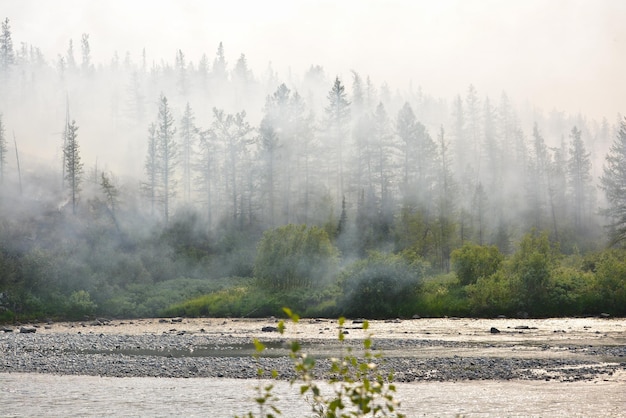 Feu de forêt en Sibérie