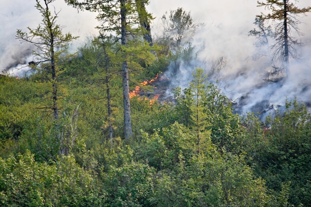 Feu de forêt en Sibérie