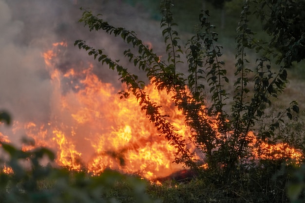 Photo feu et fumée épaisse dans la forêt. incendie dans la forêt en raison d'une manipulation imprudente du feu