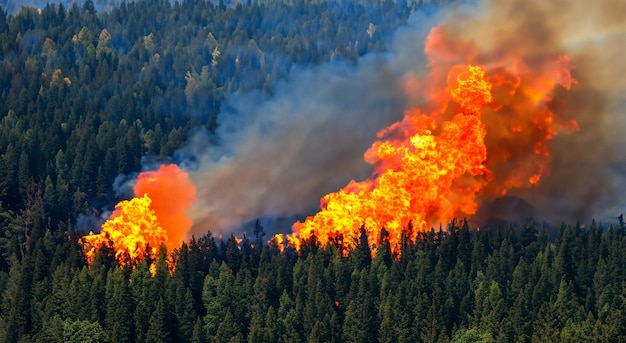 Un feu géant au milieu de la forêt.