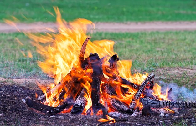 Feu de joie brûlant dans la forêt