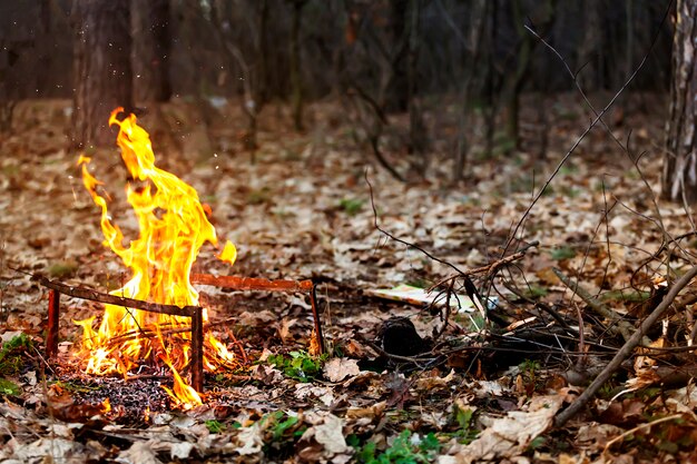 Feu de joie dans les bois