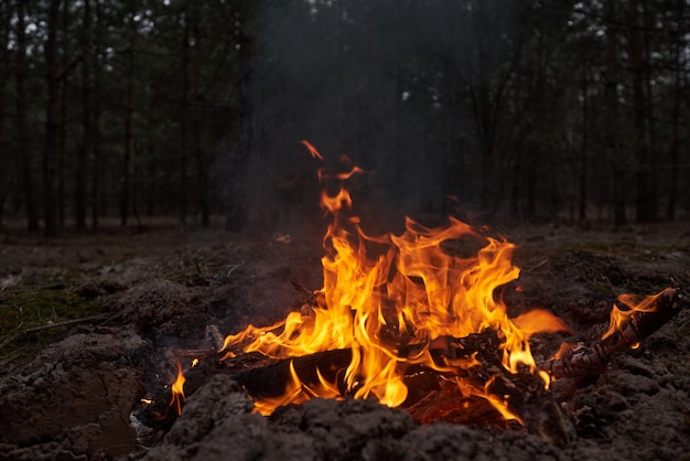 Feu de joie dans la forêt la nuit