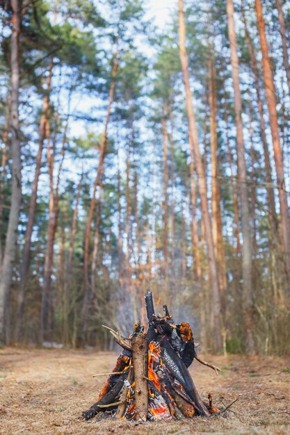 Feu de joie dans la forêt de printemps sur fond d'herbe desséchée