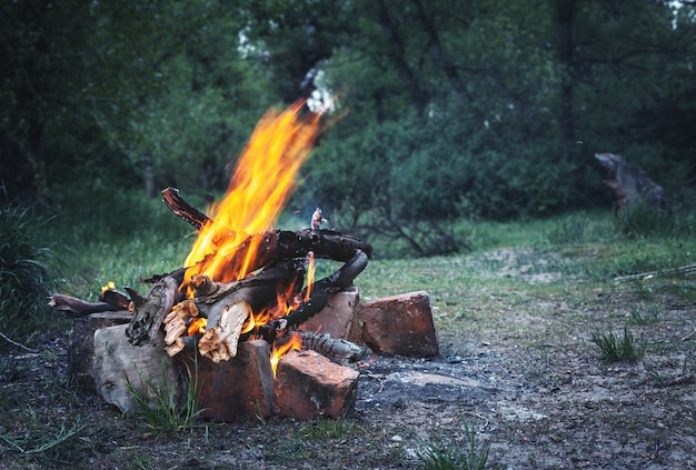 Feu de joie dans la forêt de printemps