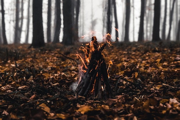 Feu de joie dans la forêt le soir