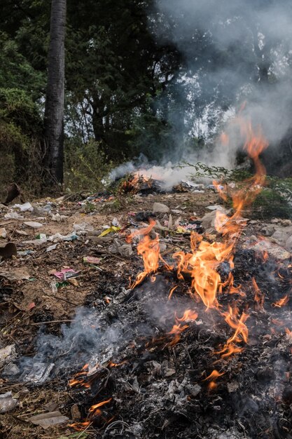 Feu de joie dans la forêt