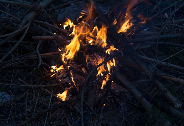 Un feu de joie avec des flammes sur les branches brûle vivement dans la forêt.