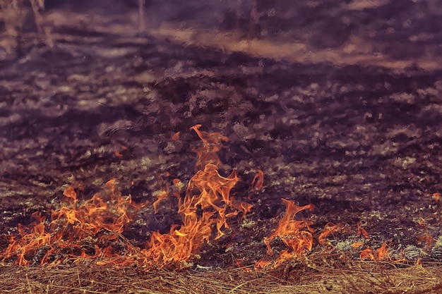 feu sur le terrain / feu dans l'herbe sèche, paille brûlante, élément, paysage naturel, vent