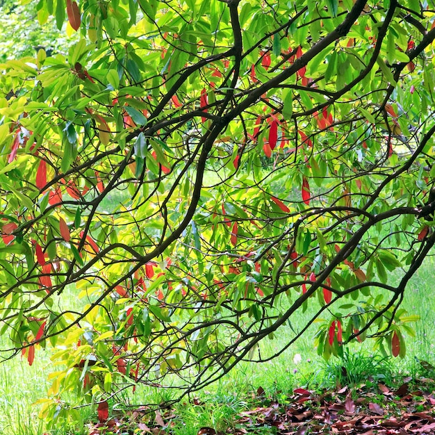 Feuillage d'arbre vert-rouge au printemps city park