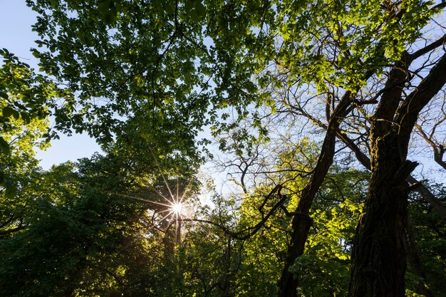 Le Feuillage Des Arbres Est Illuminé Par La Lumière Du Soleil, Des Arbres Au Feuillage Vert En été