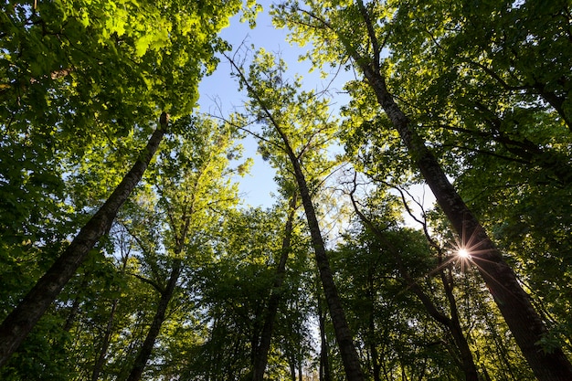 Le feuillage des arbres est illuminé par la lumière du soleil, des arbres au feuillage vert en été