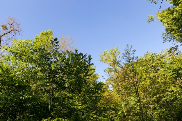 Le feuillage des arbres est illuminé par la lumière du soleil, des arbres au feuillage vert en été