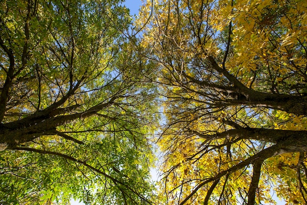 Feuillage des arbres en parc pendant la saison d'automne